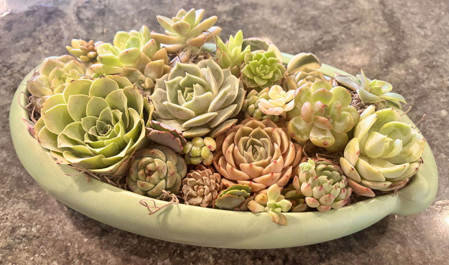 Luxe Greens – from The Studio