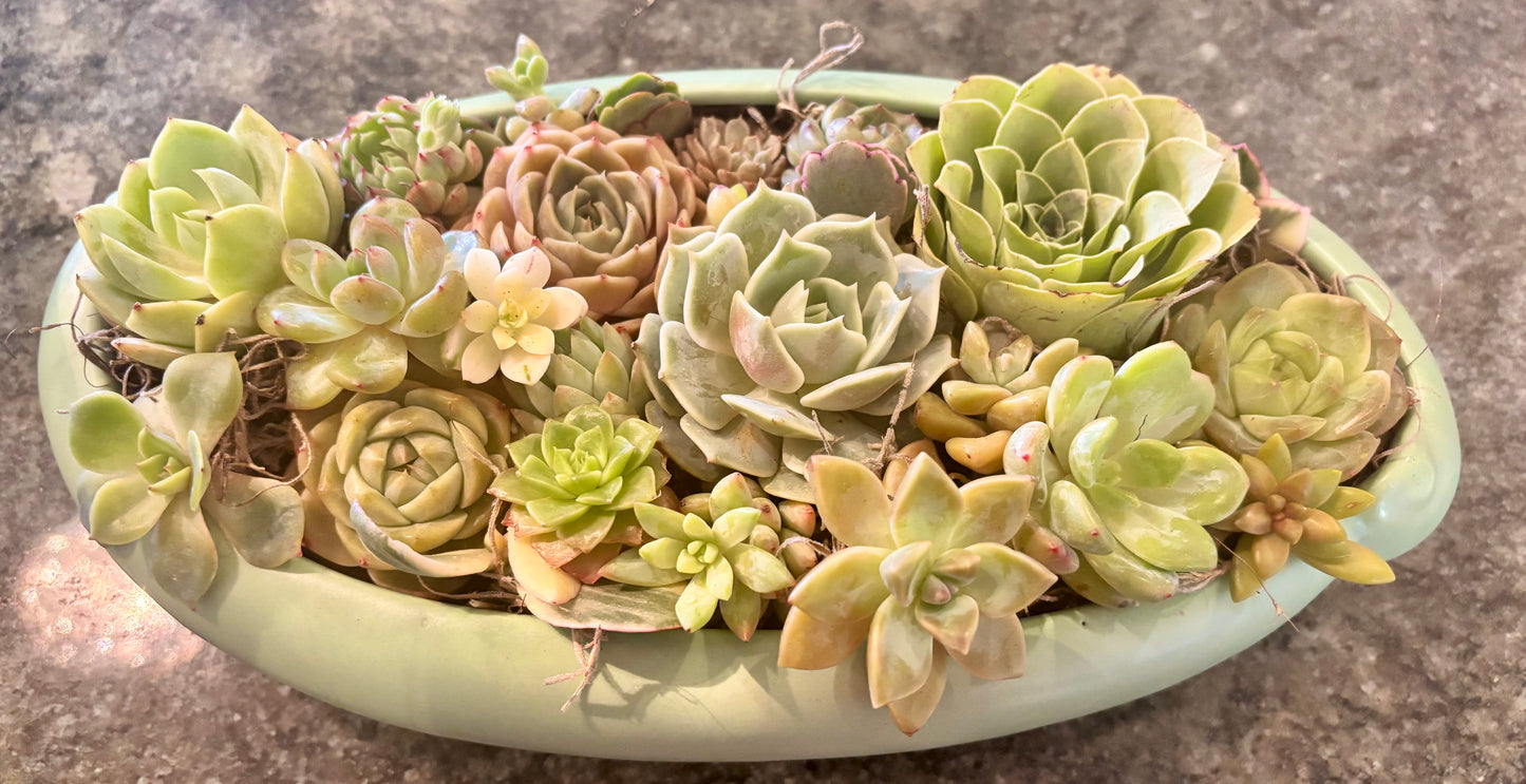 Luxe Greens – from The Studio